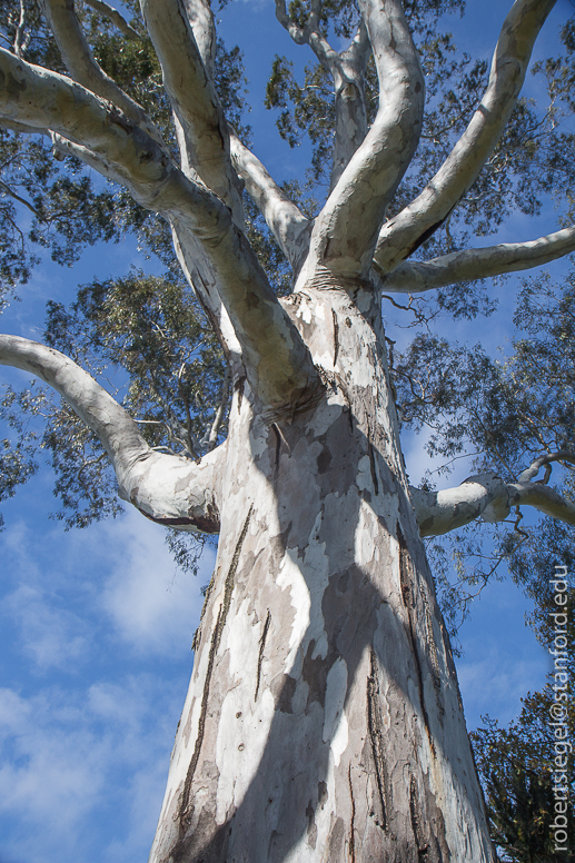 eucalyp